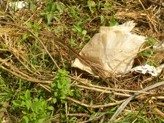 Dendrelaphis chairecacos