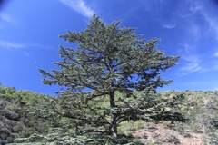 Cedrus brevifolia