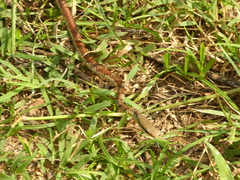 Dendrelaphis chairecacos