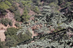 Cedrus brevifolia