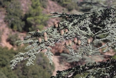 Cedrus brevifolia