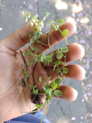Peperomia