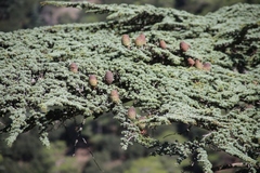 Cedrus brevifolia