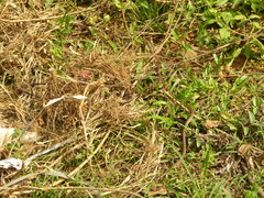 Dendrelaphis chairecacos