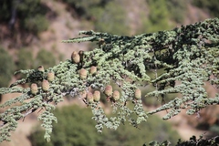 Cedrus brevifolia