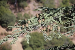 Cedrus brevifolia