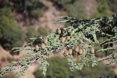 Cedrus brevifolia
