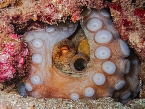 Common Octopus, photo 2 of 7