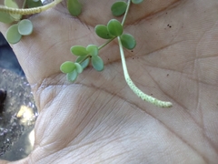 Peperomia