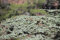 Cedrus brevifolia