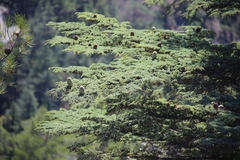 Cedrus brevifolia