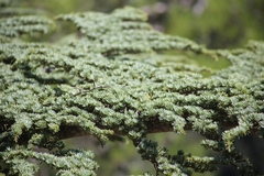 Cedrus brevifolia