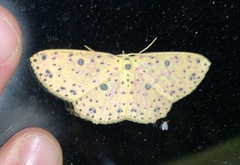 Anisodes prunelliaria