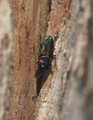 Bilyaxia obscurata