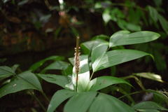 Geonoma supracostata