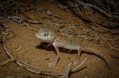 Stenodactylus doriae