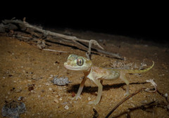 Stenodactylus doriae