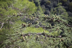 Cedrus brevifolia