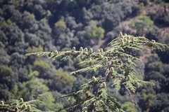 Cedrus brevifolia