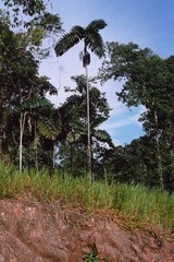 Iriartea deltoidea