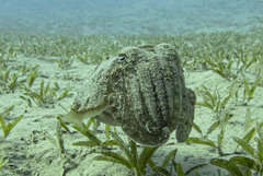 Sepia prashadi