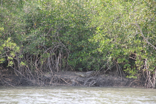 West African Crocodile