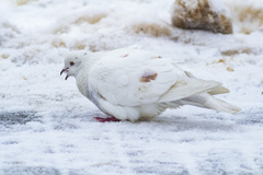 Columba livia domestica