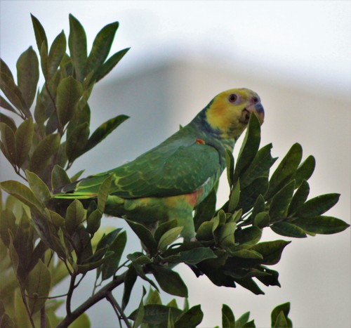 Yellow-faced Parrot (Alipiopsitta xanthops), photo 5