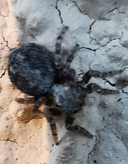 Pseudeuophrys lanigera