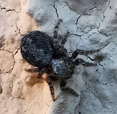 Pseudeuophrys lanigera