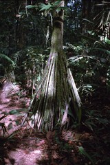 Iriartea deltoidea
