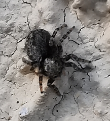 Pseudeuophrys lanigera