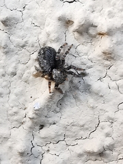 Pseudeuophrys lanigera