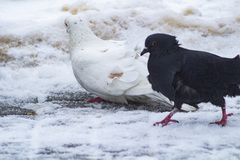 Columba livia domestica