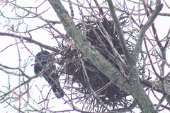 Corvus frugilegus
