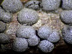 Polyschismium chailletii