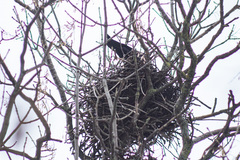 Corvus frugilegus