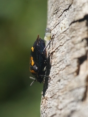 Comperocoris roehneri