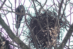 Corvus frugilegus