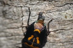Comperocoris roehneri