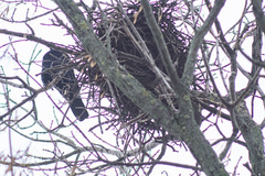 Corvus frugilegus