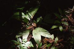Geonoma supracostata