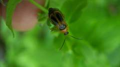 Phyllobrotica decorata