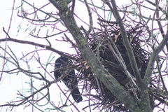 Corvus frugilegus
