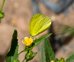 Eurema hecabe solifera