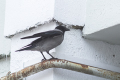 Corvus cornix