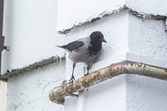 Corvus cornix