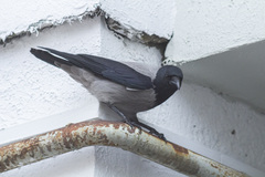 Corvus cornix