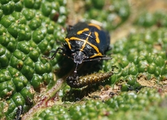 Comperocoris roehneri