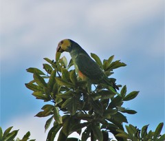 Alipiopsitta xanthops